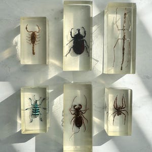 May include: Six insect specimens encased in clear resin blocks. The insects include a scorpion, a beetle, a stick insect, a blue and black striped beetle, a whip scorpion, and a spider. The resin blocks are rectangular and arranged on a white surface.