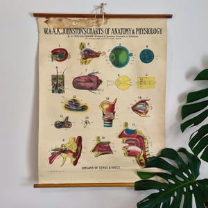 Ogen, oren, mond en neus - vintage anatomische wetenschappelijke kaart - antieke anatomieposter