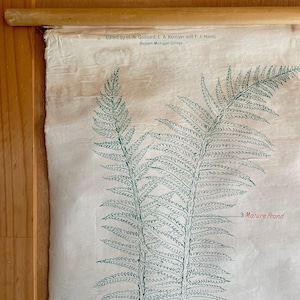 The Silver Fern - Vintage biologiekaart uit Nieuw-Zeeland - wetenschapsposter van Ferns