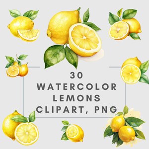 30 Aquarell Zitronen, Clipart, PNG, Overlay, Bundle