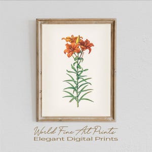Ilustración de lirio vintage (JPG), arte floral botánico imprimible, descarga digital instantánea, decoración de pared natural para el hogar o regalo.
