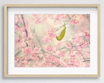 Cherry Blossom Floral Photography Print, Nature Photography Spring Wall Art