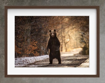 Standing Brown Bear in a Winter Woodland Forest Photography Print