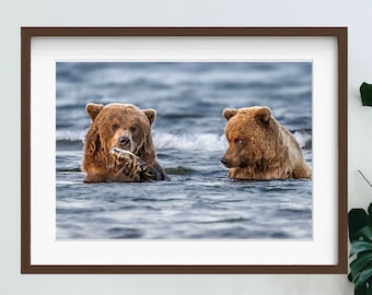 Comical Bears Fishing Photography Print: Wildlife Photo Wall Art