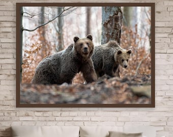 Brown Bears in the Fall Wilderness Forest Wildlife Photography Wall Art Print or Wood Famed