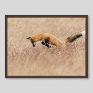 May include: A red fox leaps through tall, dry grass with its tail held high. The fox's fur is a mix of orange, white, and black.