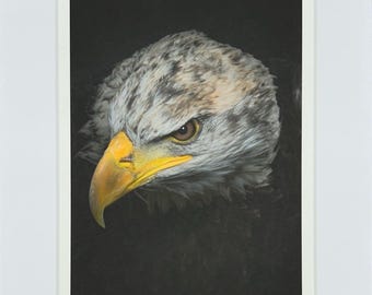 Águila calva (8x10)