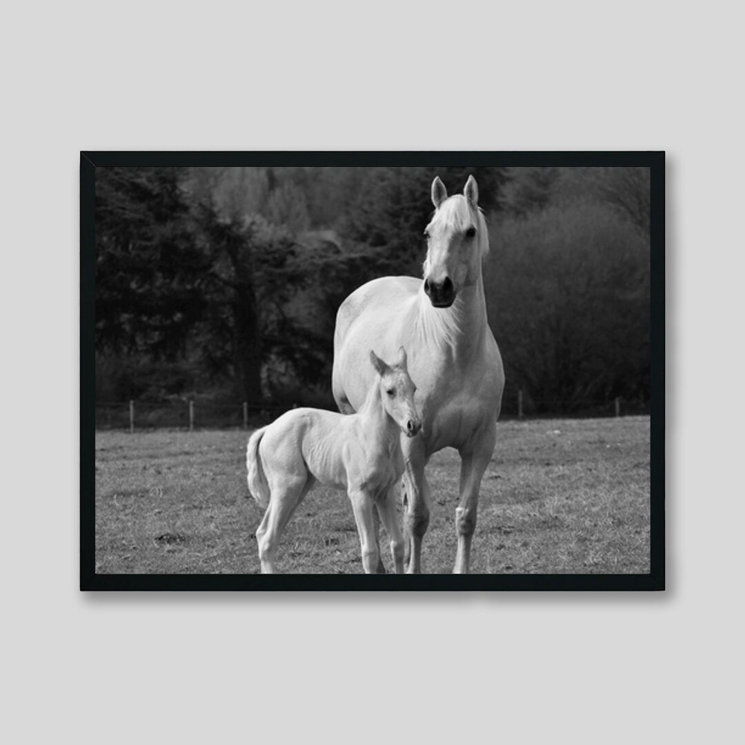 Black and White Horse Mare and Foal Wall Art, Unframed, Wood Framed
