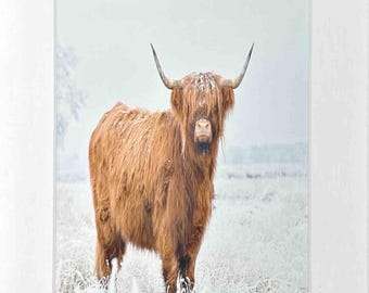 Vaca de las Tierras Altas en la Nieve (8x10)