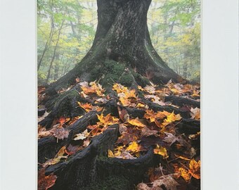 Impresión de raíces de árboles otoñales, Cicy Chen Art (8x10)