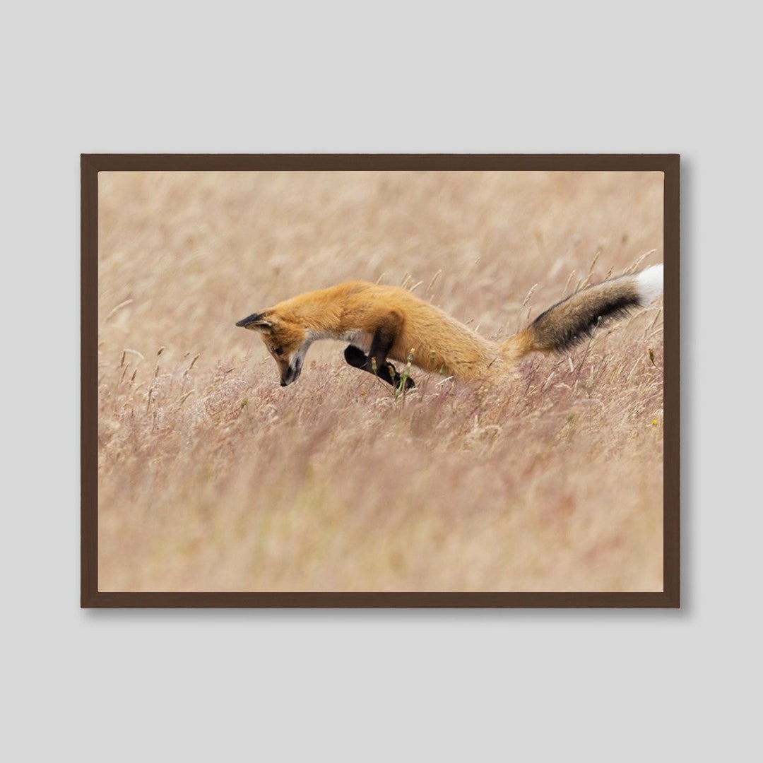 Pouncing Fox Fine Art Print: Woodland Nature Photography, Framed Option ...