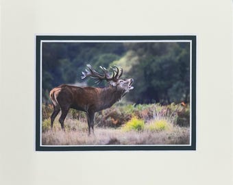 El grito del ciervo (10x8)