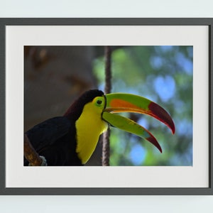 Toucan Photo Print | Toucan Digital Print | Toucan Wall Art | Colorful Wall Art | Vibrant Toucan Art | Bird Lover's Gift | Home Decor Gift