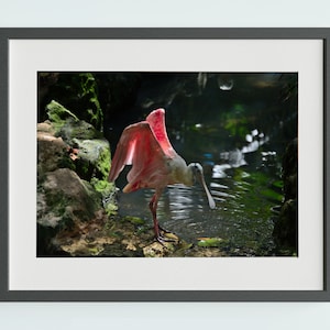 Cyfrowy wydruk fotograficzny różowego łyżkodzioba | Cyfrowy wydruk różowego łyżkodzioba | Zdjęcie różowego łyżkodzioba | Pomysł na prezent urodzinowy | Kwiatowa sztuka ścienna | Prezent dla niej