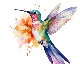 Clipart de colibrí en acuarela: Ilustración floral de pájaro (descarga digital)