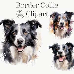 Clipart Border Collie / 10 PNG di alta qualità / Clipart cane carino, PNG cane, PNG acquerello Border Collie, Ritratto cane, Licenza commerciale