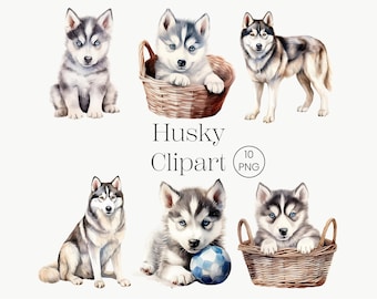 Cute Husky Clipart, Adorable Dog PNG Set, Siberian Husky Digital Art, Puppy Illustration, Commercial Use