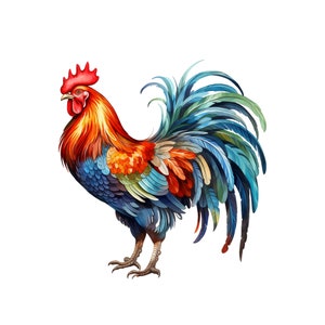 Clipart coq aquarelle | 10 JPG | Animaux de la ferme oiseau coloré coq poulet illustration graphiques aquarelle coq pépinière clipart