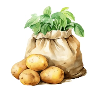 Acuarela patata clipart / 10 JPG imágenes prediseñadas vegetales, patata JPG Farmers Market Clipart Descarga digital decoración de granja, sublimación JPG