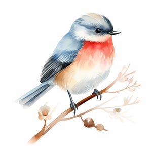 Clipart oiseaux colorés | 10 PNG | Oiseau scandinave, oiseaux floraux haute qualité en téléchargement numérique vintage oiseau imprimable aquarelle Clipart