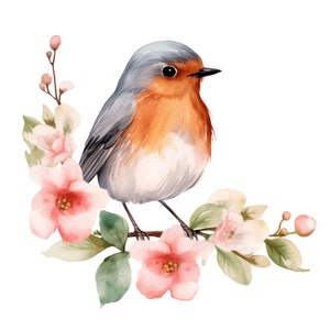 Aquarela Robin Birds Clipart, Spring Birds Clipart, Desenhos de sublimação, Robin Birds jpg, Robin Birds Clipart, Digital JPG