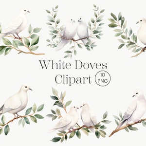 White Dove Clipart | 10 Transparent PNG | Doves Clipart, Bird Clipart, Watercolor Dove Clipart, Bird Clipart Dove with Olive Branch