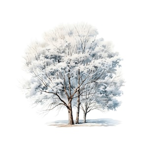 Acquerello Inverno Clipart Acquerello Inverno Alberi 10 JPG Woodland Acquerello Albero di Natale, Pino Albero di Natale png Uso commerciale
