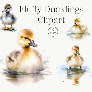 Fluffy Duckling Clipart | 10 High Quality Transparent PNG | Cute Animal Clipart Duck Clipart Card Making, Clip Art, Digital Paper Craft