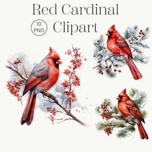 Cardinal rouge | 10 PNG transparents de haute qualité | Ensemble de cliparts cardinal aquarelle oiseau rouge, lot de cliparts Noël