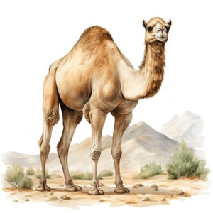 Camel Clipart 10 JPG Acquerello cammello divertente cammello stampabile acquerello Clipart divertente animale alta qualità Download digitale ad alta risoluzione