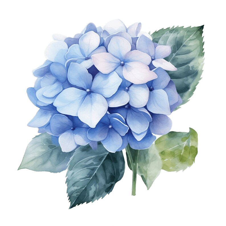 Blue Hydrangea Floral Watercolor Clipart 10 High Quality JPG - Etsy