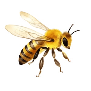 Aquarel honingbij clipart | 10 JPG | HoneyBee aquarel clipart Honey Bee JPG honingraat, bijenkorf, honing clipart digitale download