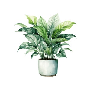 Planta de la casa Acuarela Png / 10 JPG / Maceta jpg Plantas clipart JPG Hermosas plantas de interior jpg Scrapbook Junk Journal