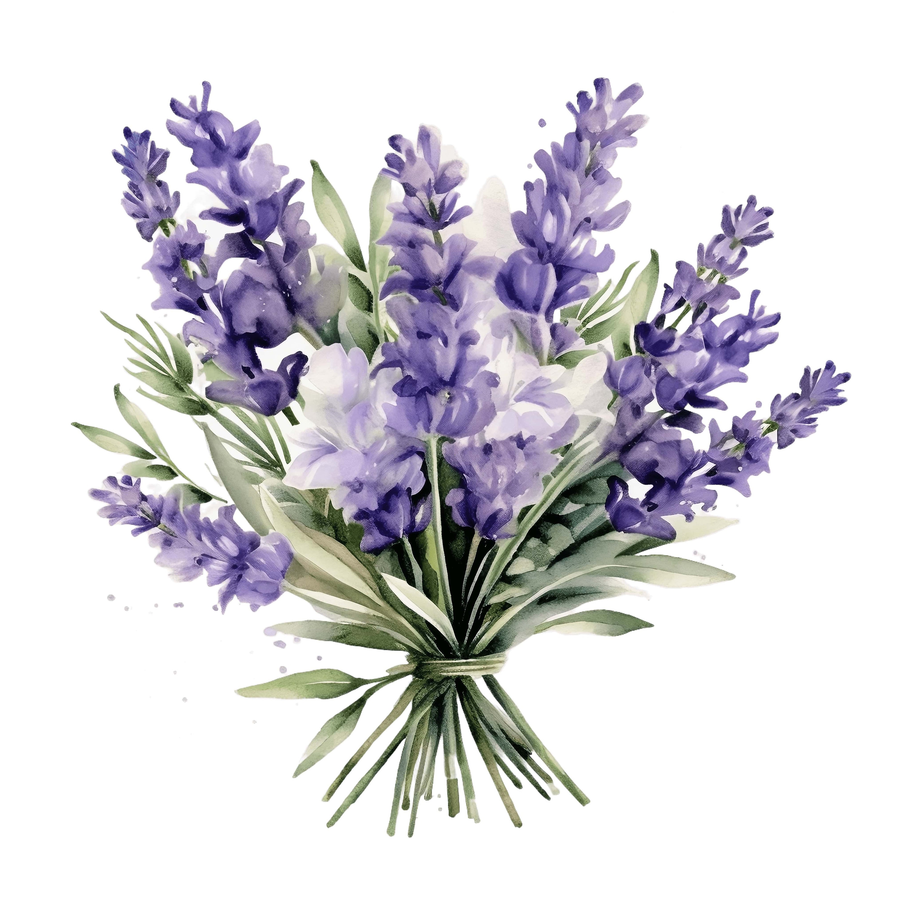 Watercolor Lavender Bouquet Clipart | Provence Floral (digital Download ...