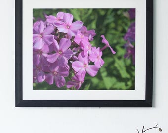 Pink / Purple Phlox flower Print - Digital Download, wall art, garden decor.