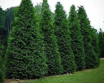 Green Giant Arborvitae (12- 16in.  tall)