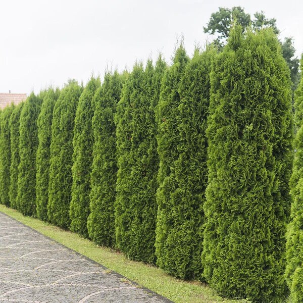 10 Emerald Green Arborvitae 612 bare Root Etsy