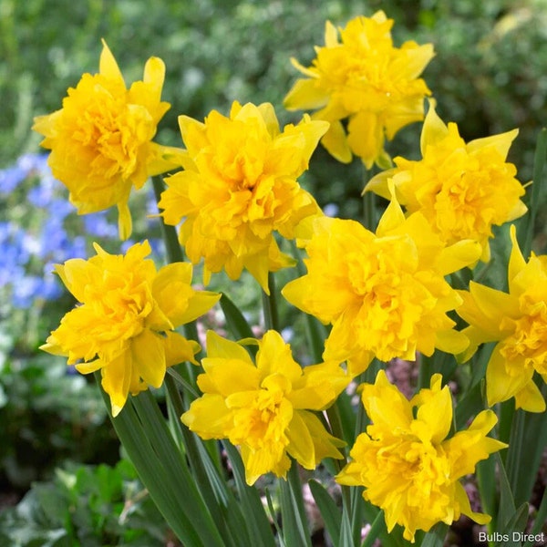 25 Wild Daffodil Bulbs (yellow)