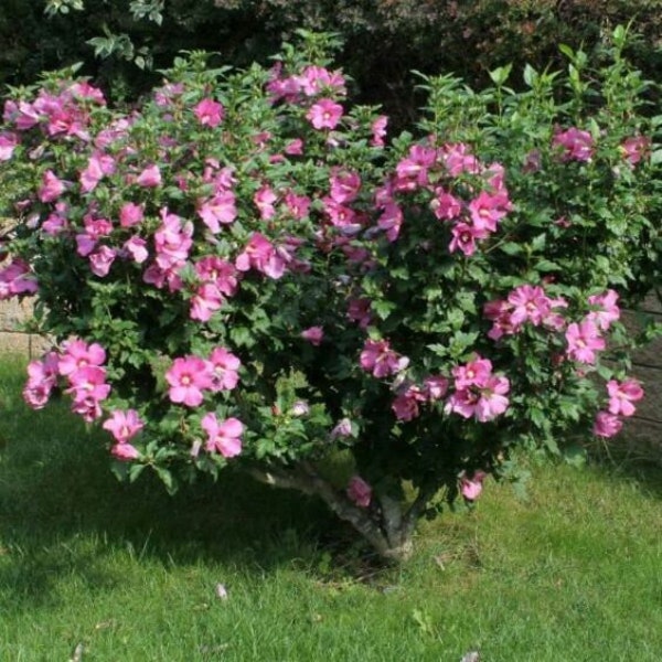 Rose of Sharon “Lucy”
