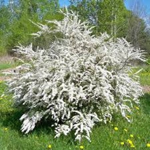 White spirea 2024