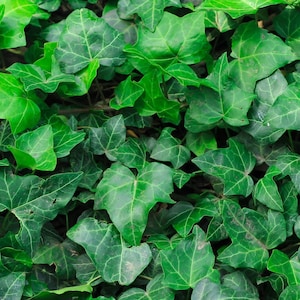10 English Ivy starter plants