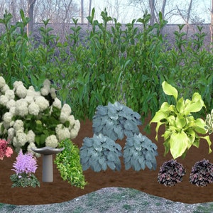 Hand Drawn, To Scale Landscape Design with 2D Rendering, Digital Print, Screening Yard Privacy, Shade Garden Bed, DIY Hosta Bed