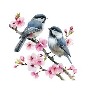 Chickadee birds clipart, chickadee with cherry blossoms, watercolor painting printable wall art,chickadees perched on cherry blossoms branch