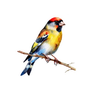 Goldfinch watercolor painting printable wall art, digital download, goldfinch clipart, bird print, bird wall decor, home decor
