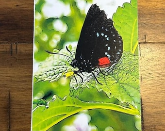 Nature Note Cards - Butterflies