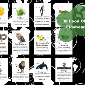 18 voedselketen-flashcards | Digitale download educatieve flashcards