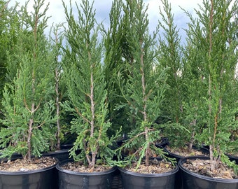 Thuja Green Giant (1-3 Feet) - Privacy screen, Windbreak, Shade tree, Hedge, Ornamental tree