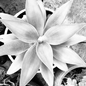 Succulent Art