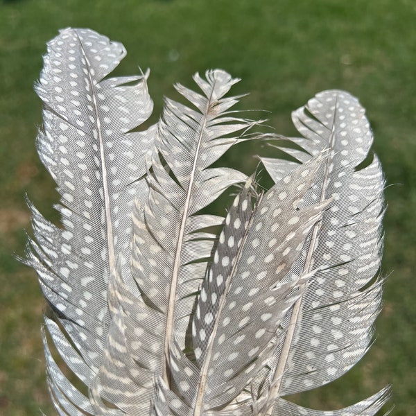 Naturally Shed Guinea Feathers  FREE SHIPPING!