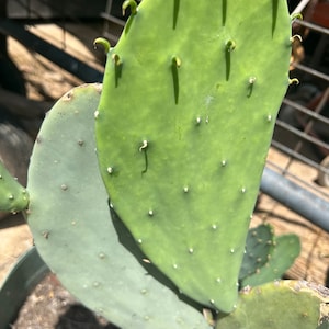 Two Beautiful Thornless Spineless Cactus Pads Per Order